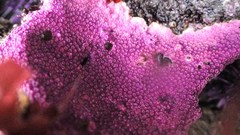 Stylantheca papillosa