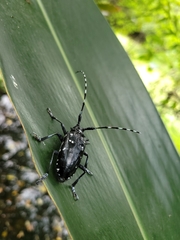 Anoplophora