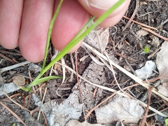 Carex siccata