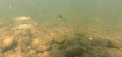 Micropterus dolomieu