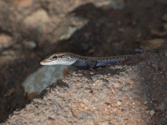 Cryptoblepharus metallicus