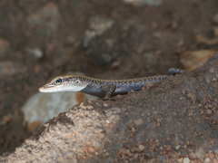 Cryptoblepharus metallicus