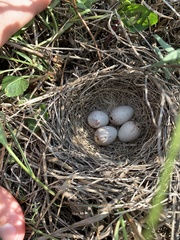 Ammodramus savannarum