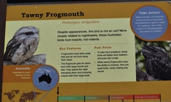 Podargus strigoides