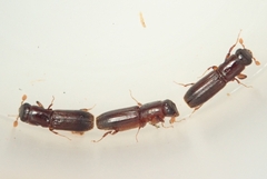 Platypus quercivorus