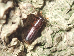 Platypus quercivorus