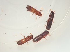 Platypus quercivorus