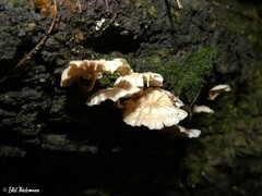 Marasmiellus alliiodorus