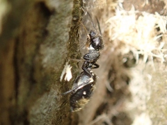 Myrmarachne japonica