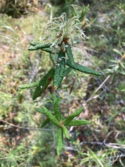 Rhododendron tomentosum