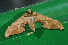 Adhemarius dariensis