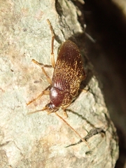 Allecula simiola