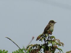 Empidonax albigularis