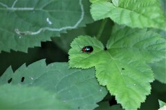 Kuschelina gibbitarsa