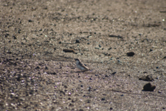 Tachycineta bicolor image