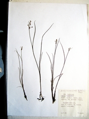 Juncus articulatus limosus
