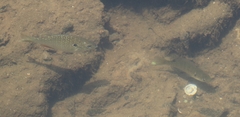 Lepomis megalotis