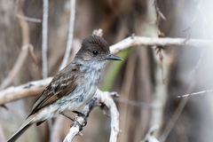 Myiarchus antillarum