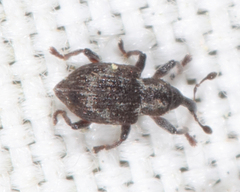 Tanysphyrus lemnae