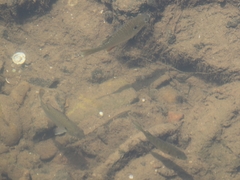 Lepomis megalotis