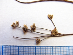 Juncus articulatus limosus