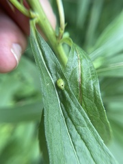 Asphondylia solidaginis