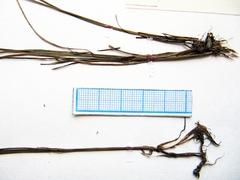 Juncus articulatus limosus