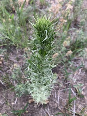 Eryngium leavenworthii