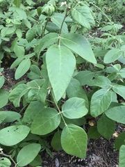 Desmodium viridiflorum