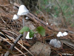 Mycena alcalina