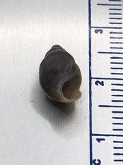 Bithynia tentaculata