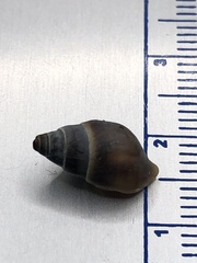 Bithynia tentaculata