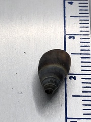 Bithynia tentaculata