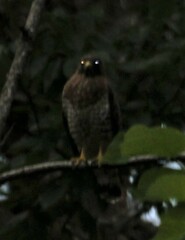 Buteo platypterus