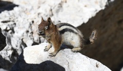 Callospermophilus lateralis certus