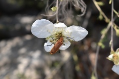 Chauliognathus discus