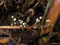 Mycena chusqueophila