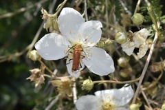 Chauliognathus discus