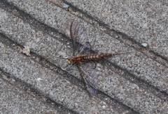 Hexagenia bilineata
