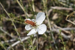 Chauliognathus discus