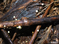 Mycena chusqueophila