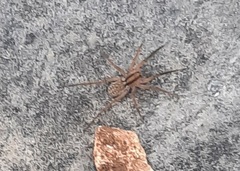 Camptocosa