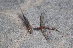 Hexagenia bilineata