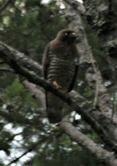 Buteo platypterus