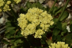 Eriogonum hirtellum