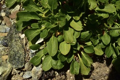 Eriogonum hirtellum