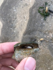 Clibanarius infraspinatus