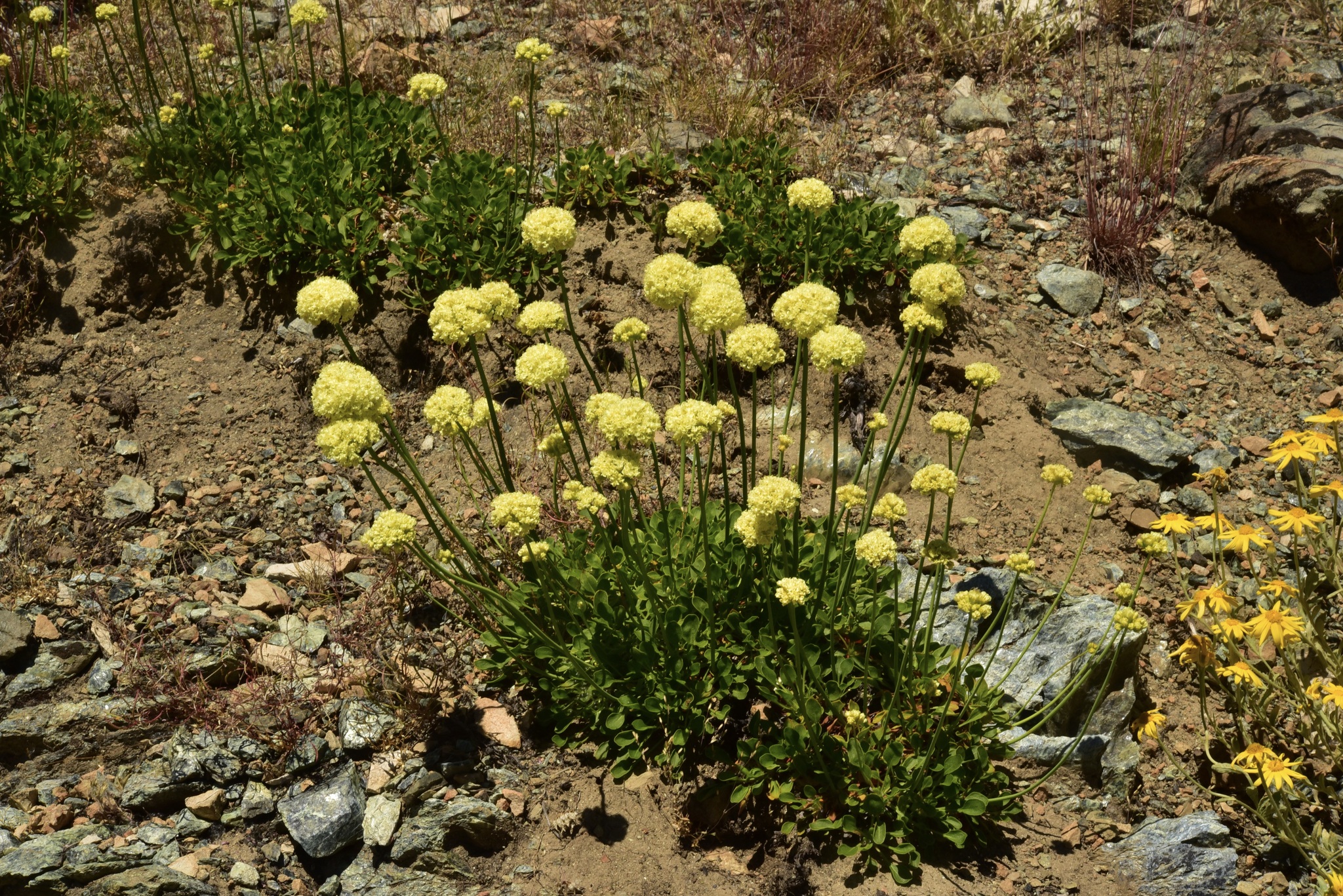 Eriogonum hirtellum