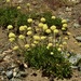 Klamath Mountain Buckwheat - Photo (c) Jeff Bisbee, some rights reserved (CC BY-NC), uploaded by Jeff Bisbee