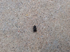 Sphenophorus cicatristriatus